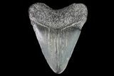 Juvenile Megalodon Tooth - Georgia #75407-1